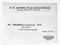 Sphaerella smilacicola image